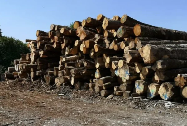 Camion de 20 stères, Hêtre Chêne Charme en grume