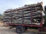 Camion de Bois en Grumes – 30 Stères (HÊTRE, CHÊNE, CHARME)