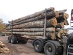 Hêtre en grume – Camion de 50 stères – 2449,99€ TTC
