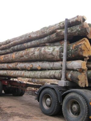 Hêtre en grume – Camion de 50 stères – 2449,99€ TTC
