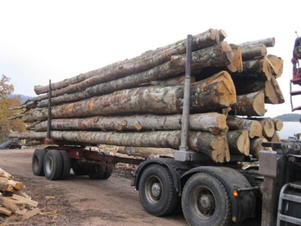Hêtre en grume – Camion de 50 stères – 2449,99€ TTC