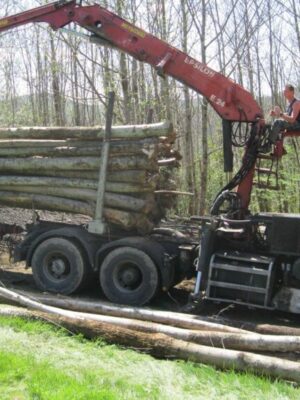 Châtaignier en grume – Camion de 50 stères – 1 750€ TTC